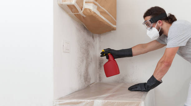 Professional Basement Mold Remediation technician working in Ijamsville, MD